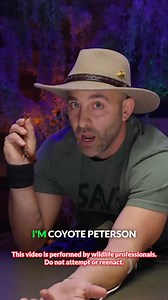 This giant centipede bite was absolutely insane! #asiangiantcentipede #centipede #wildzone #coyotepeterson | Coyote Peterson