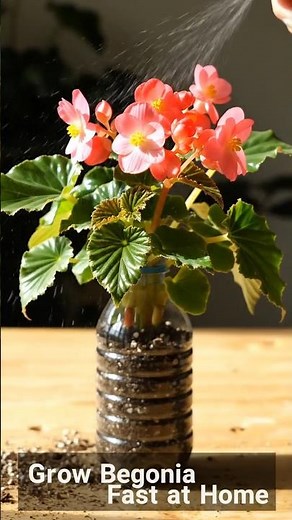 Turn Plastic Bottle into a Blooming Begonia 🌸 | Viral DIY Garden Hack