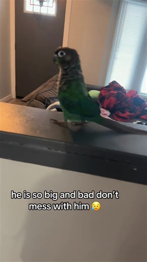 The Big and Bad Conure: A Funny Bird Moment