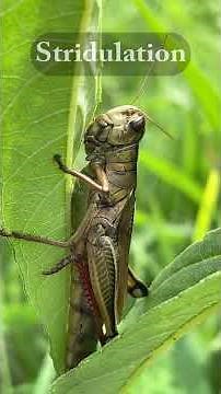 Tune in to the Orthoptera Orchestra!