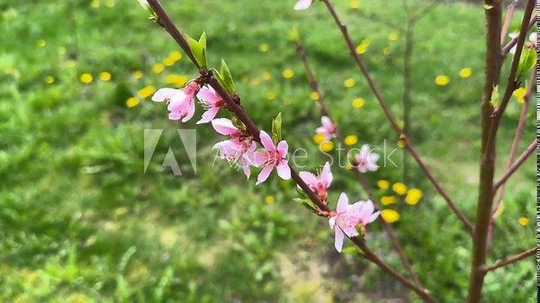 Blossoming branches of a peach tree in the spring garden, pink flowers of fruit trees, windy day, flowering tree