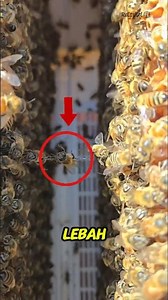 😱 Why Do Bees Seem to Torture Their Members?