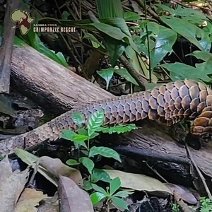 7.3K views · 225 reactions | A black-bellied pangolin, an endangered...