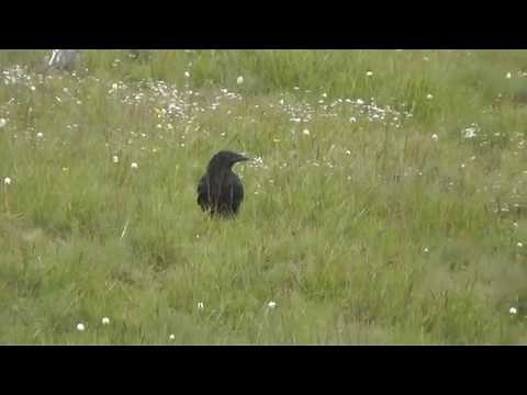 Ravens screaming, similar to screaming goats