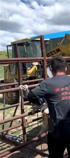 Remove this deformed cow horn in one second!