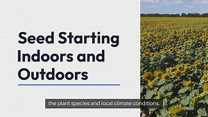 Seed Starting Indoors vs Outdoors