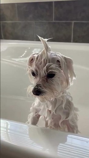Maltese puppy bathing 🧼😅‪@globalpetsclinic‬