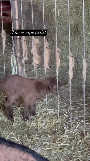 1M views · 10K reactions | Just a few hours old, this little girl escaped about five times before we put she and her momma in a stall for the night. She is going to be quite independent! #Kentuckyfarmlife #farmlife #barnlife #barn #farm #countryliving #kentucky #barnanimals #farming #goats #goat #babygoats #goatbaby | Kentucky Farm Life | Facebook