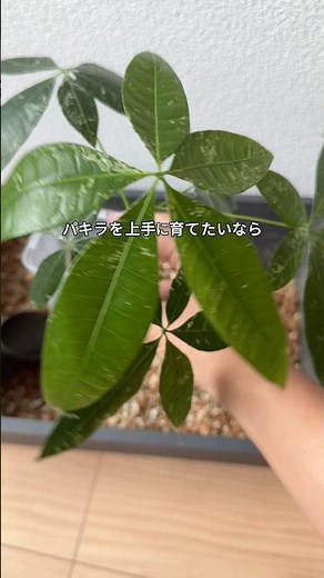 【失敗しない“パキラの育て方”】
