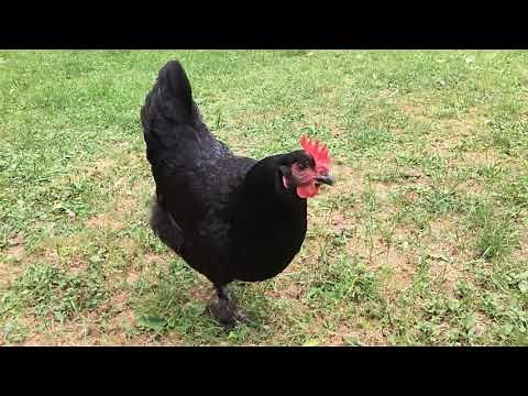 Midnight Majesty Marans Maran Eggs Chickens