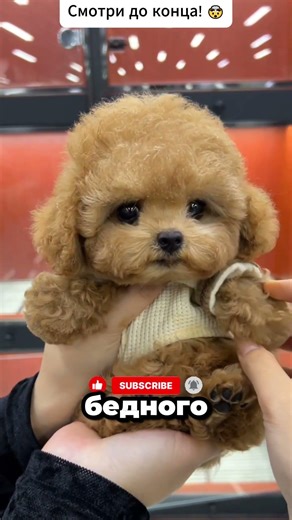 Watch until the end! 🤯