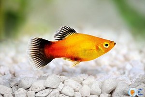 How To Stop Platy From Breeding | Here Is How !! |