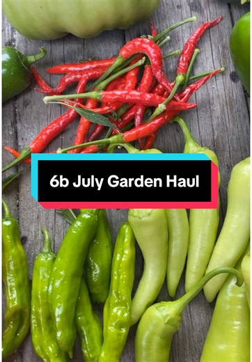 🧺 July garden haul! (And by haul, I mean vibes.) Zone 6b said not today. Cold weather got my plants acting like it's still April. I brought a basket for absolutely no reason… unless disappointment counts as a crop 😅 #GardenFail #Zone6bDrama #GrowYouCowards #HarvestingHope #EmptyBasketEnergy #fyp