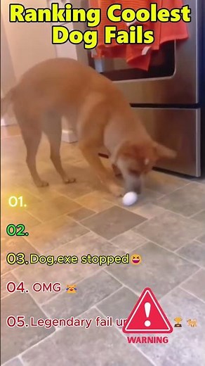 Ranking EPIC Dog Fails 🐶💥 | Die lustigsten Hunde-Fails ever! #shortsviral #dogfails #shorts