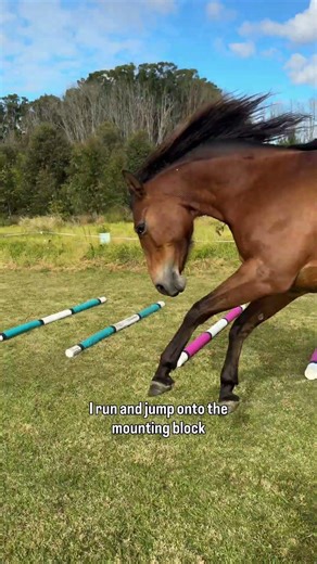 Willows favourite party trick is to stand on the mounting block 😂 #cutehorse #funnyhorse