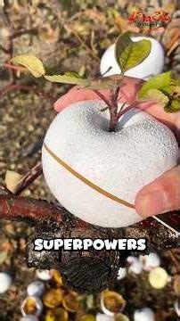 Top 5 Healthiest Fruits on Earth That Your Body Will Thank You For! #fruit #fruitlovers