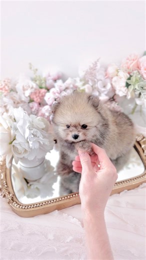 TeaCup Puppies & Boutique | Fall in LOVE with our newest arrivals! These super fluffy, super adorable Pomeranian puppies are perfect in every way! Visit us in the... | Instagram