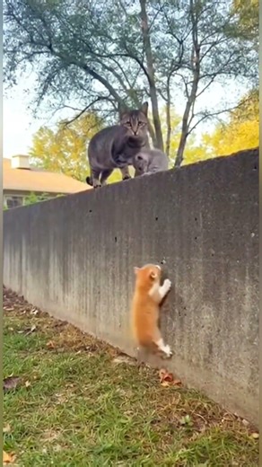 A Tiny Kitten Refused to Give Up Climbing the Wall 🐾 #animals