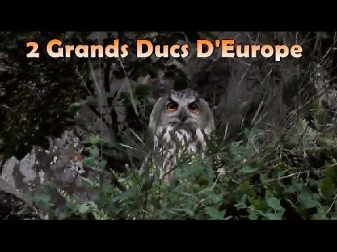 Cri du GRAND DUC d'EUROPE. avant de partir chasser