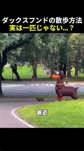 The Truth About How Dachshunds Are Walked... They're Not What They Seem?