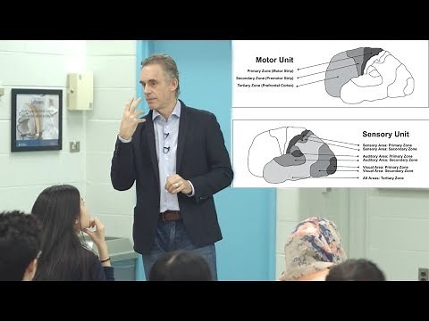 Jordan Peterson - What is consciousness & how does it relate to the brain?
