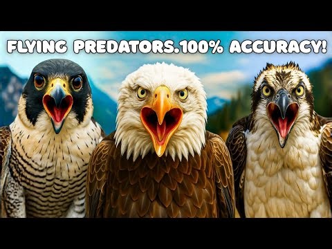 Top 5 Flying Predators That NEVER Miss Their Kill (Ranked)