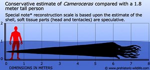 Cameroceras - Alchetron, The Free Social Encyclopedia