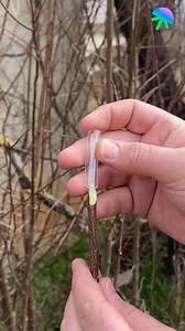 194K views · 497 reactions | Mastering Plant Grafting  | Genius Inventions | Facebook