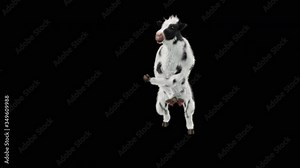 Cow Dance CG fur 3d rendering animal realistic CGI VFX Animation Loop composition 3d mapping cartoon, with Alpha matte