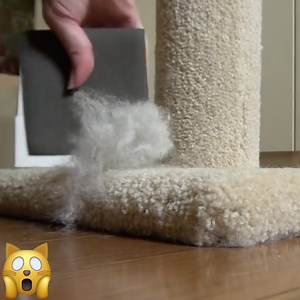 1.4K reactions · 474 shares | ❗️Come Back And Complete Your Purchase❗️ ✅Get it for an Additional 15% OFF TODAY ONLY by entering PROMO CODE: 'CAT15' at checkout!  ⛔️Hurry! Offer Ends In 24 Hours!⛔️ Complete Purchase https://wonderfulcats.us/hair | Wonderful Cats | Facebook