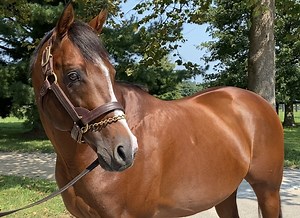 Oscar Performance Yearlings Exhibit Sire's Best Qualities