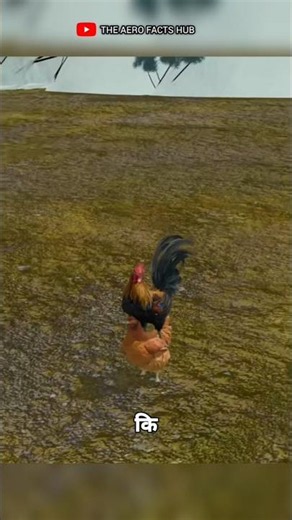 Why Are Roosters Castrated? The Surprising Truth Behind Caponization 🐔#shorts #facts