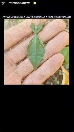 TrendoraNews on Instagram: "Follow me us @trendoranews new content or post and enjoy. Leaf insects, also known as walking leaves, belong to the insect family Phylliidae and are among the most convincing examples of camouflage in the natural world. Their bodies are flattened and shaped like broad green leaves, complete with vein patterns, irregular edges, and color variations that resemble natural leaf damage. This disguise allows them to remain nearly invisible while resting on plants, helping t