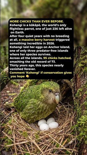 The Rarest Parrot on Earth Just Had Its Best Year Ever #endangered #kakapo #wildlife