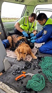 63K views · 827 reactions | Dog with bad owner in car accident given second chance | Animal Stories | Facebook