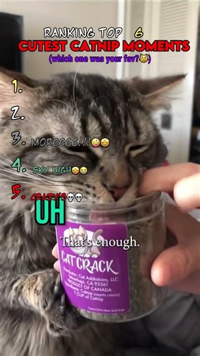 these are HILARIOUS🤣🤣(which one was your fav?🤩)#shorts #shortsvideo #original #catcompilation