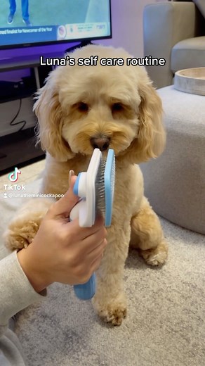 Luna The Mini Cockapoo on Instagram: "What’s your routine? 💇‍♀️ #selfcare"