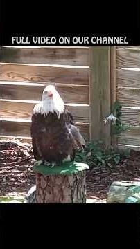 TWO BALD EAGLES BASK IN THE SUN - Aquarium Of NC - #subscribe