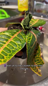 9.7K views · 121 reactions | Welcome to the plant hospital, miss...