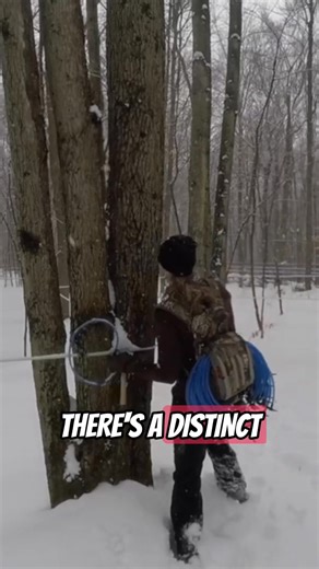 Tree tapping 101 Thought I’d start a maple series for beginners so if you have questions ask them below and I’ll answer them in my next videos! #realmaplesyrup #puremaplesyrup #organicmaplesyrup #maplesyrup | The Maple Farmer