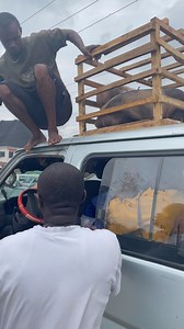 Waybilled 2 Pietrain Pigs to Imo State Today | Akudinulo Farms