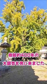 【東広島パワースポット】蓮光寺の大銀杏 樹齢400年 2025/11/23 呉線 安芸津駅からすぐ #short #紅葉 #安芸津