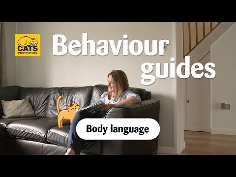 Cat body language | Cats Protection behaviour guides