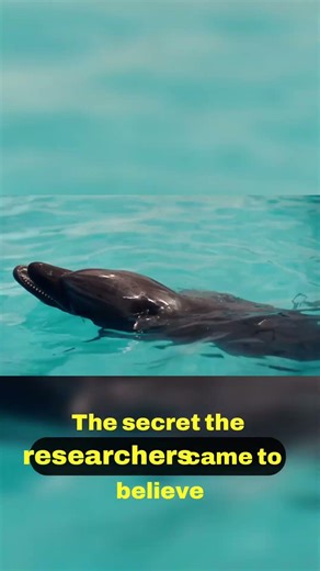 Dolphins Use Advanced Maths for Hunting 📊