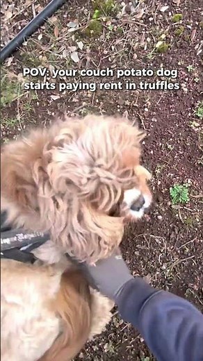 I trained my couch potato dog to find me truffles