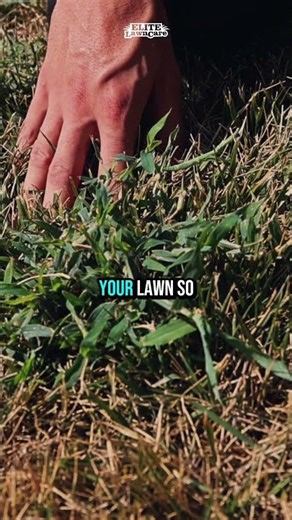 Crabgrass means WHAT?!? #lawncare #weed #crabgrass #bermuda #okc #fyp #grass #localbusiness #shorts