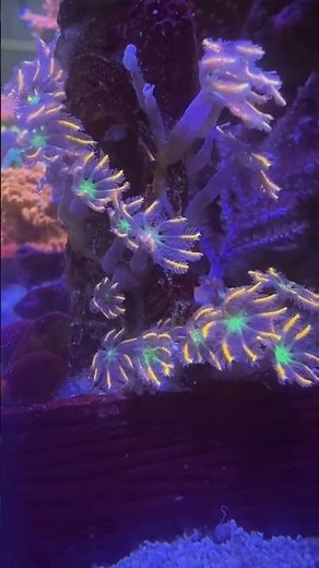 🌟 Clove Polyp Coral: A Colorful and Low-Maintenance Gem for Your Reef Tank! #coralreef #reef #coral