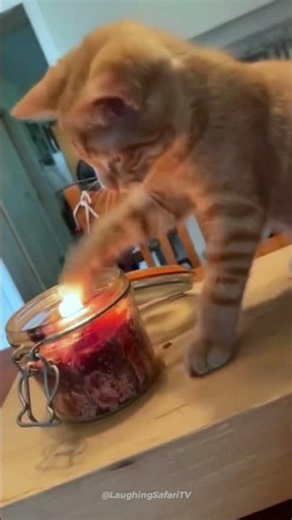 Funniest Pet Fails That Will Make Your Day 🐕💥 | Crazy Cats & Derpy Dogs Best Moments !