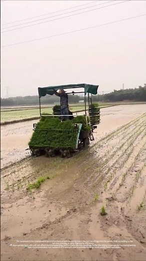 Rice transplanting in farmland - good tools and machinery improve work efficiency