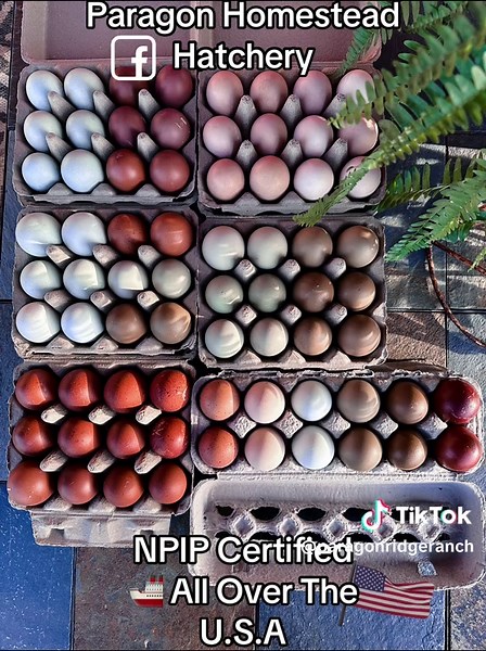 Magic of Rainbow Hatching Eggs at Paragon Homestead